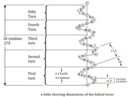 showing the dimension of alpha helical turns